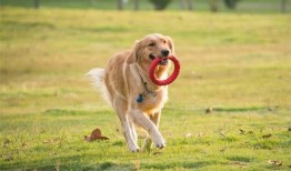 一个狗狗最新爆料视频大全,狗狗最新爆料视频大全集锦